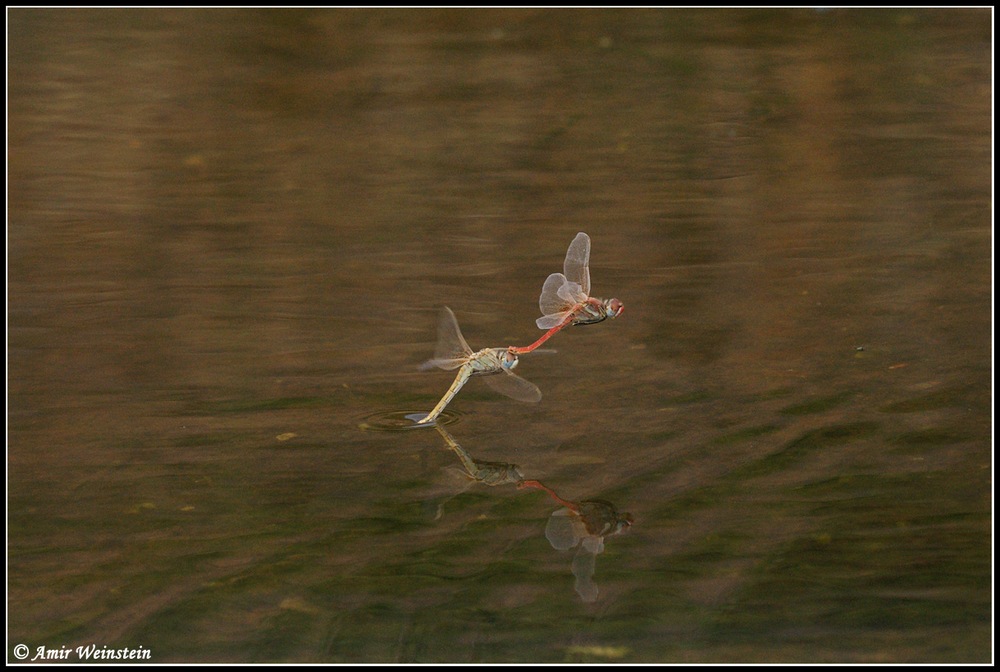 Sympetrum fonscolombii  d''Israele